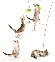 Cat catching a toy multiple image