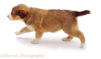 Sable Border Collie puppy