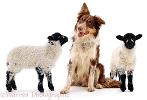 Border Collie dog with lambs