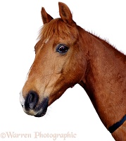 Portrait of a Chestnut pony