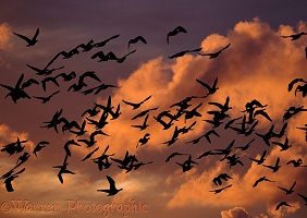 Barnacle Geese at sunrise