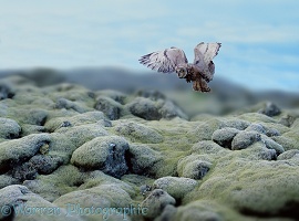 Short-eared Owl in Iceland