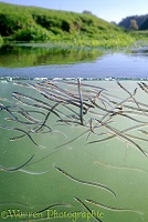 Elvers migrating up a stream