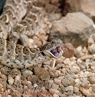 Puff adder with its mouth open