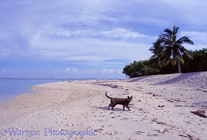 Cat on Turtle Island beach