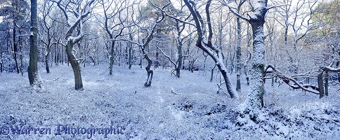 Snowy forest panorama
