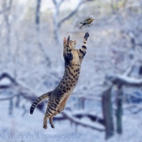 Cat leaping at Robin in snow