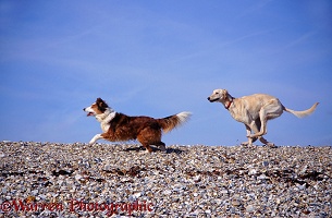 Dogs running on a shingle beach