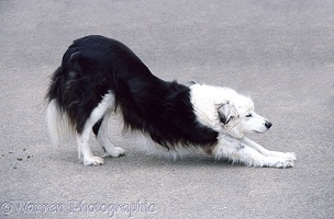 Border Collie dog stretching