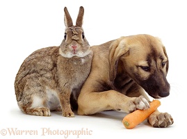 Puppy eating a rabbit's carrot
