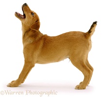 Brown puppy barking for a toy
