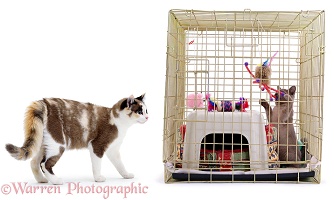Cats inside and outside a cage