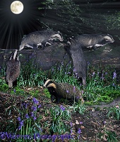 Badgers by moonlight