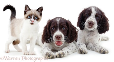 Two Spaniel pups & a Snowshoe kitten