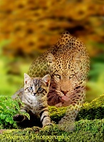 Kitten and Leopard stalking