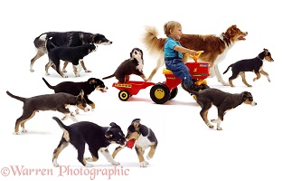 Boy on a tractor with dog and pups running