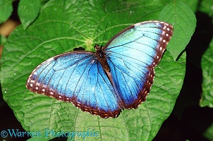 Mopho Butterfly