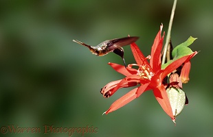 Hummingbird at red passion flower