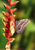 Owl Butterfly on Heliconia flower