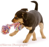 Puppy shaking ragger toy