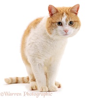 Ginger-and-white tom cat