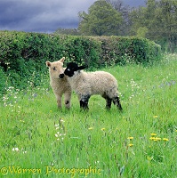 Cute lambs with meadow flowers