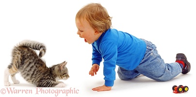 Toddler with kitten in play-bow