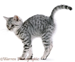 Friendly silver spotted kitten arching back