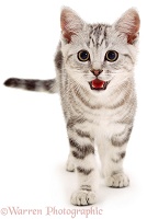 Silver tabby kitten panting