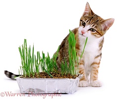 Cat eating indoor grass