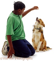 Boy with titbit for a Border Collie