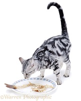 Cat with dinner plate