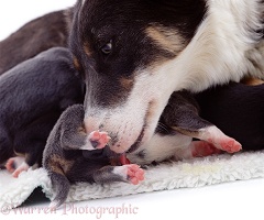 Border Collie bitch licking her pup