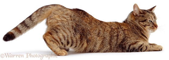 Oestrus female cat in lordosis