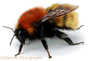 Northern Moss Carder Bee