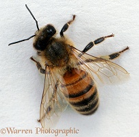 Honey Bee from above