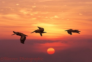 Brown Pelicans flying at sunset