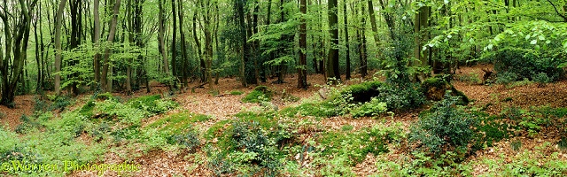 Beech woodland panorama