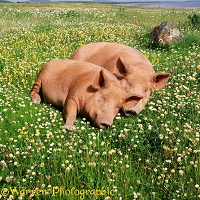 Sleeping pigs in clover and grass