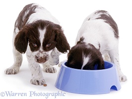 Two Spaniels eating from a blue bowl