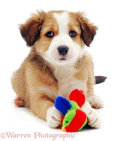 Cute Border Collie puppy
