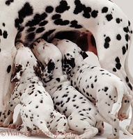 Dalmatian puppies suckling