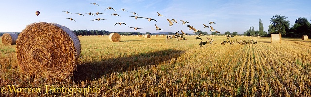 Geese & roly-poly bales panoramic view