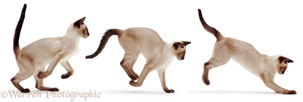 Siamese cat bounding triple image