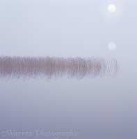 Reflected reeds on a misty morning