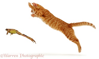 Ginger cat pouncing at a frog