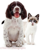 Spaniel pup & Snowshoe kitten