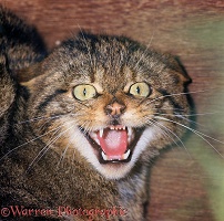 Wildcat snarling