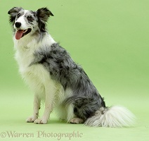 Blue Merle Collie on green