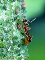 Red ant and aphids